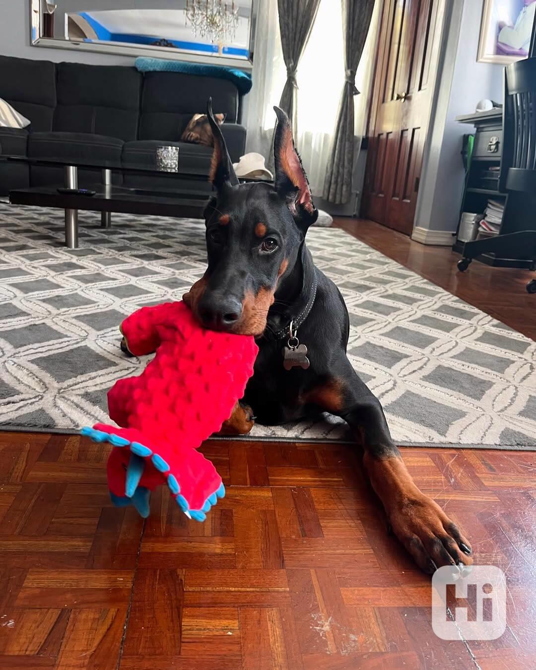 Adoptujte si ho, prosím - foto 1