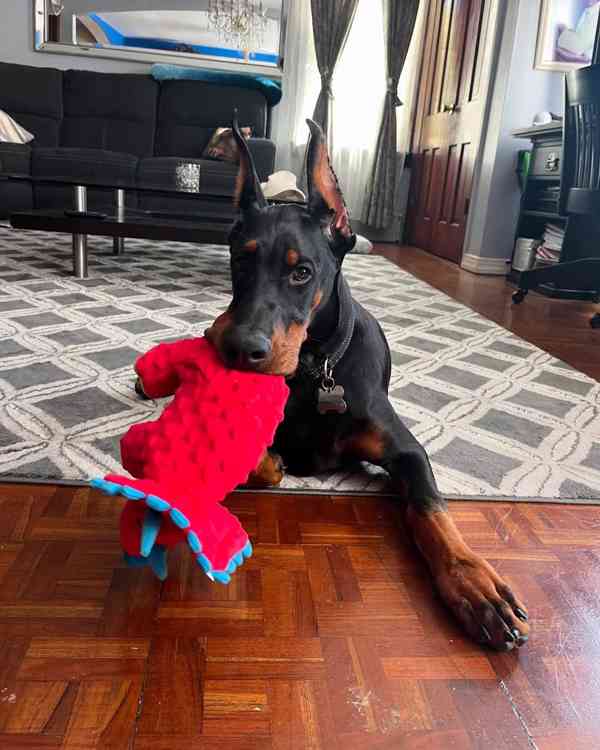 Adoptujte si ho, prosím - foto 1