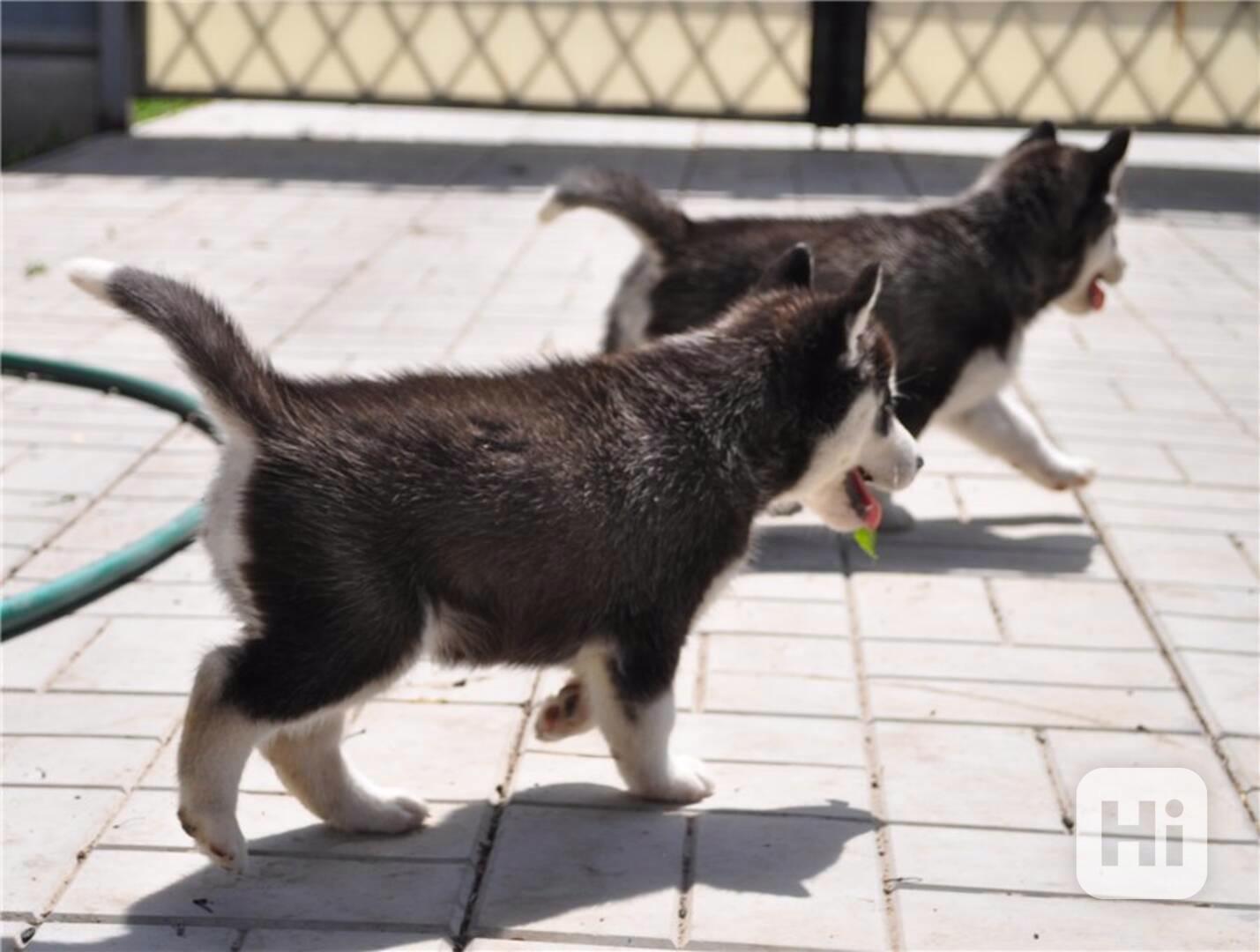 Čtyři krásná štěňata sibiřského huskyho Tato štěňata sibiřsk - foto 1