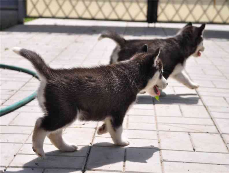 Čtyři krásná štěňata sibiřského huskyho Tato štěňata sibiřsk - foto 1