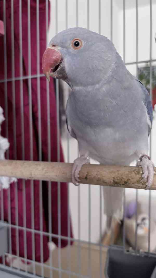 Alexandr malý  - foto 2