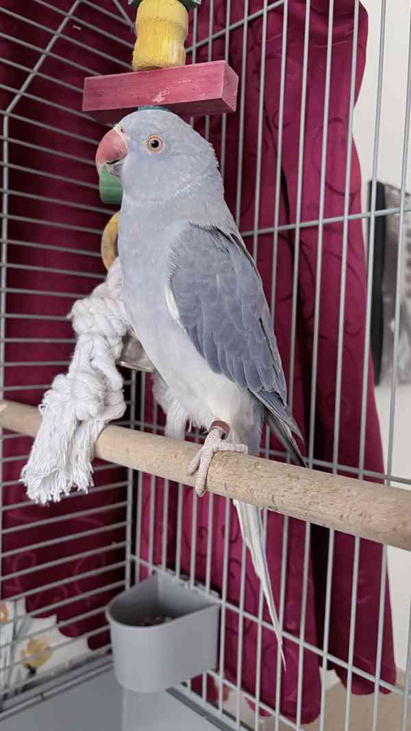 Alexandr malý  - foto 6