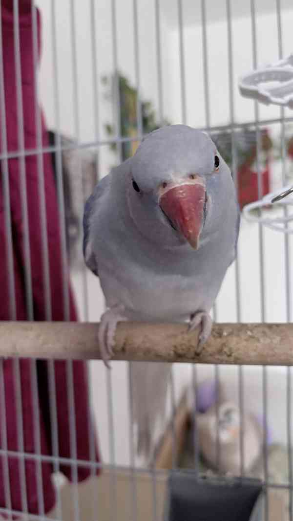 Alexandr malý  - foto 3