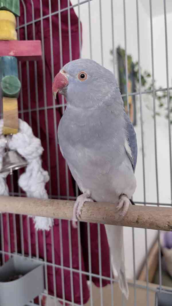 Alexandr malý  - foto 4