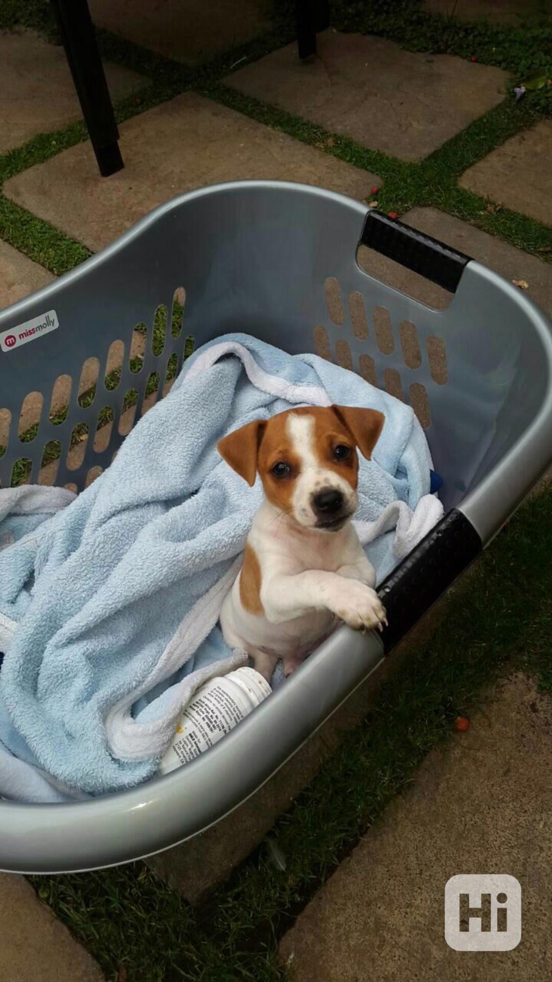 12 týdenní štěně jack russella k adopci zdarma  - foto 1