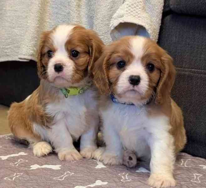 Štěňata kavalírského king charles španěla - foto 1