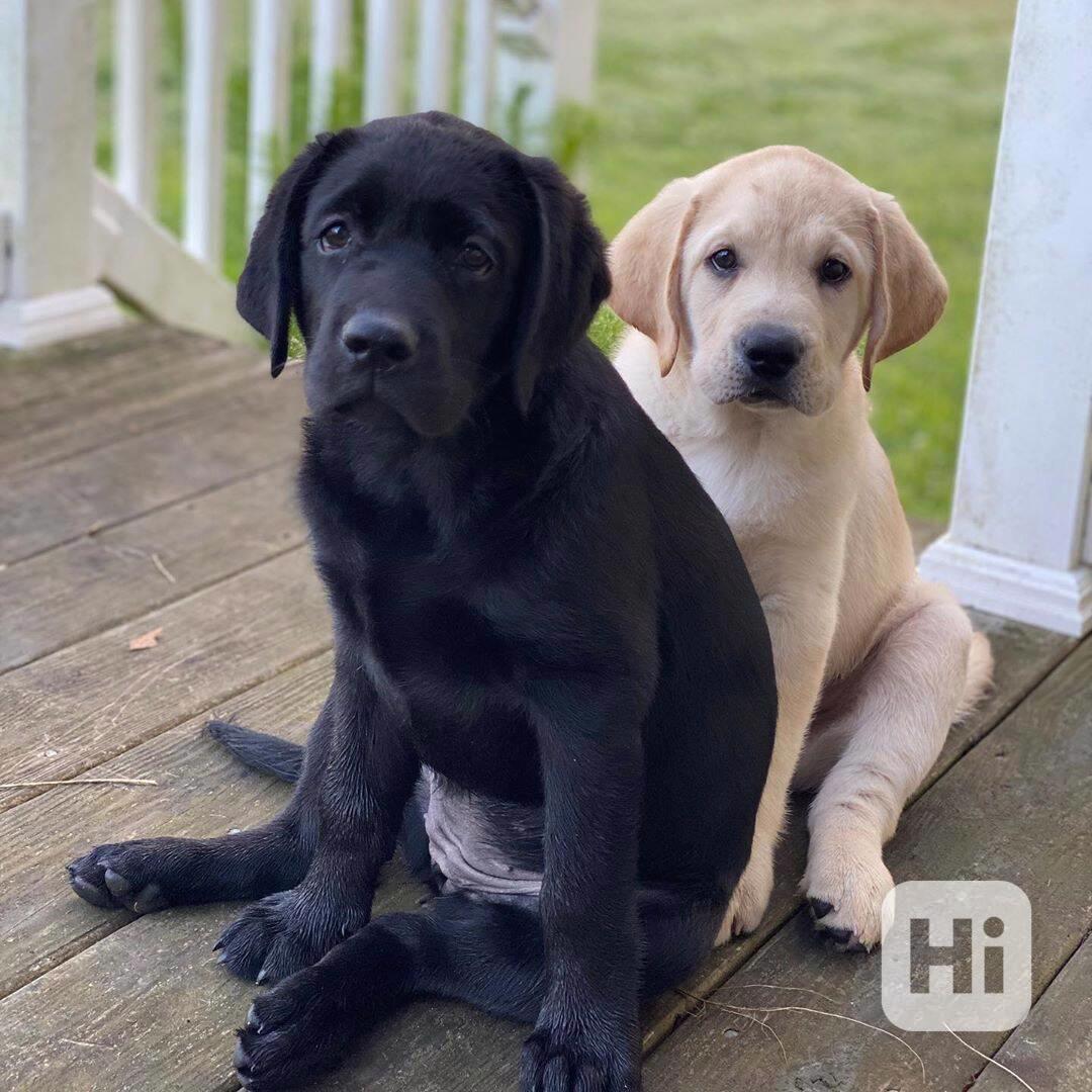 Urgentní štěňata labradorského retrívra k adopci - foto 1