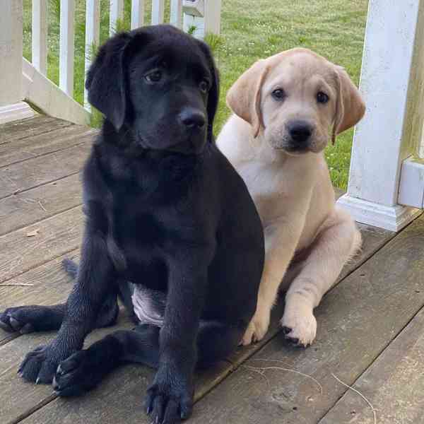 Urgentní štěňata labradorského retrívra k adopci - foto 2