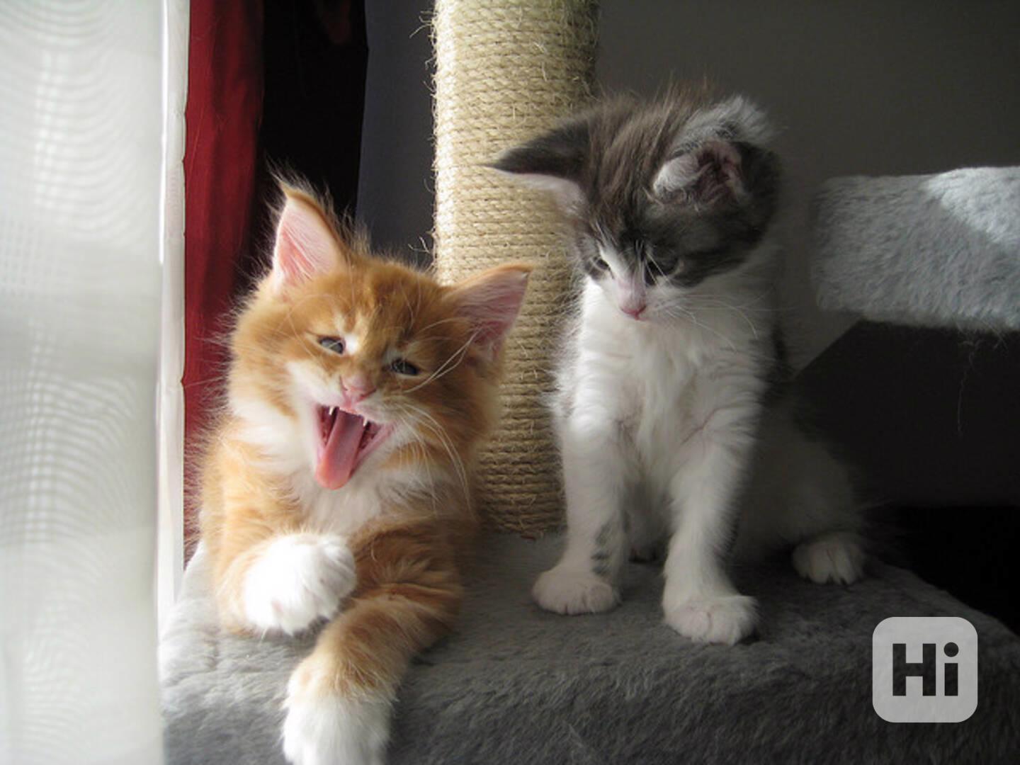 Mainská mývalí koťata k odběru - foto 1