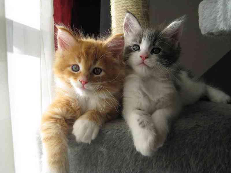 Mainská mývalí koťata k odběru - foto 2