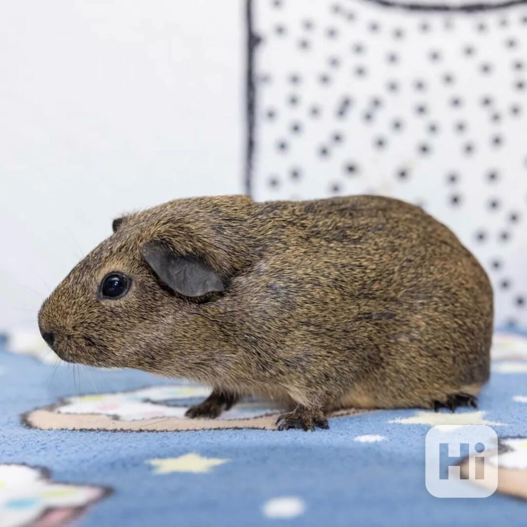 K prodeji jsou krásná morčata  - foto 1