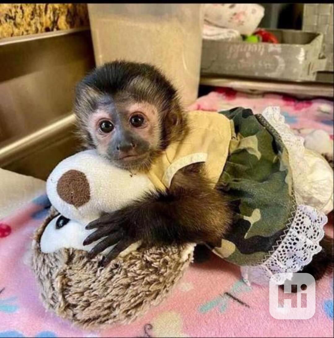 Vynikající opičí mládě k adopci - foto 1