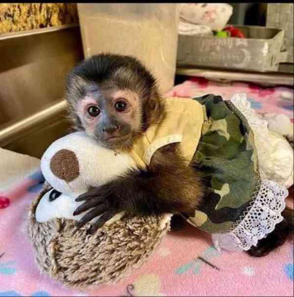 Vynikající opičí mládě k adopci - foto 1