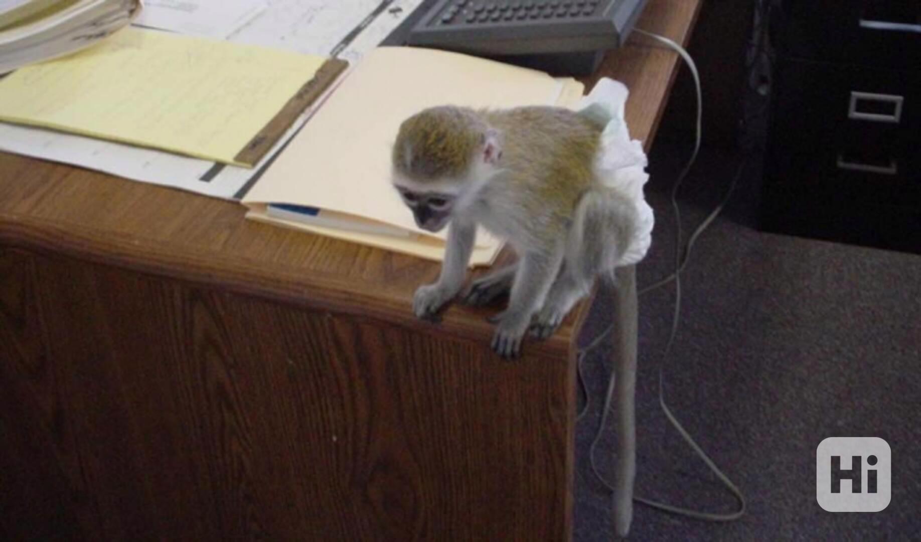 Kapucínské opice pro všechny milovníky domácích mazlíčků - foto 1