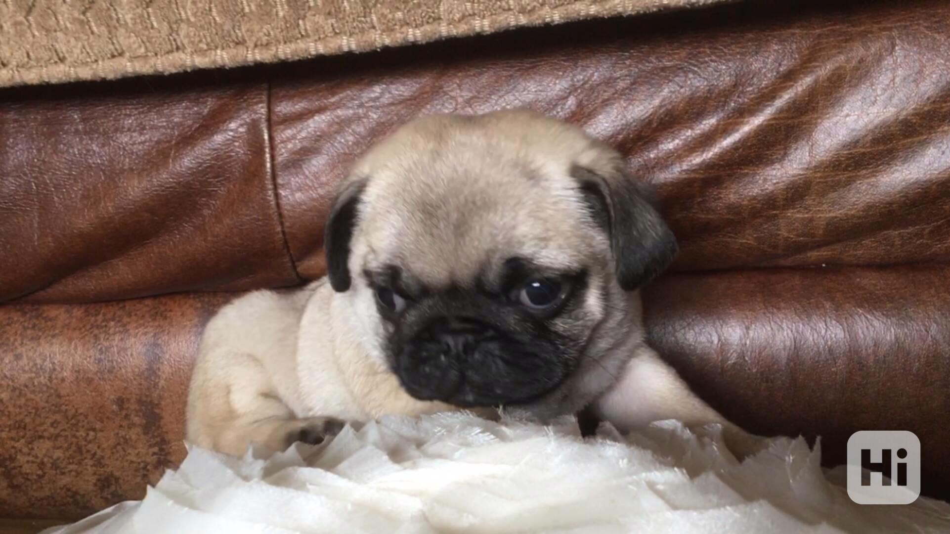 Rozkošná a milá malá mopsíčka zdarma - foto 1