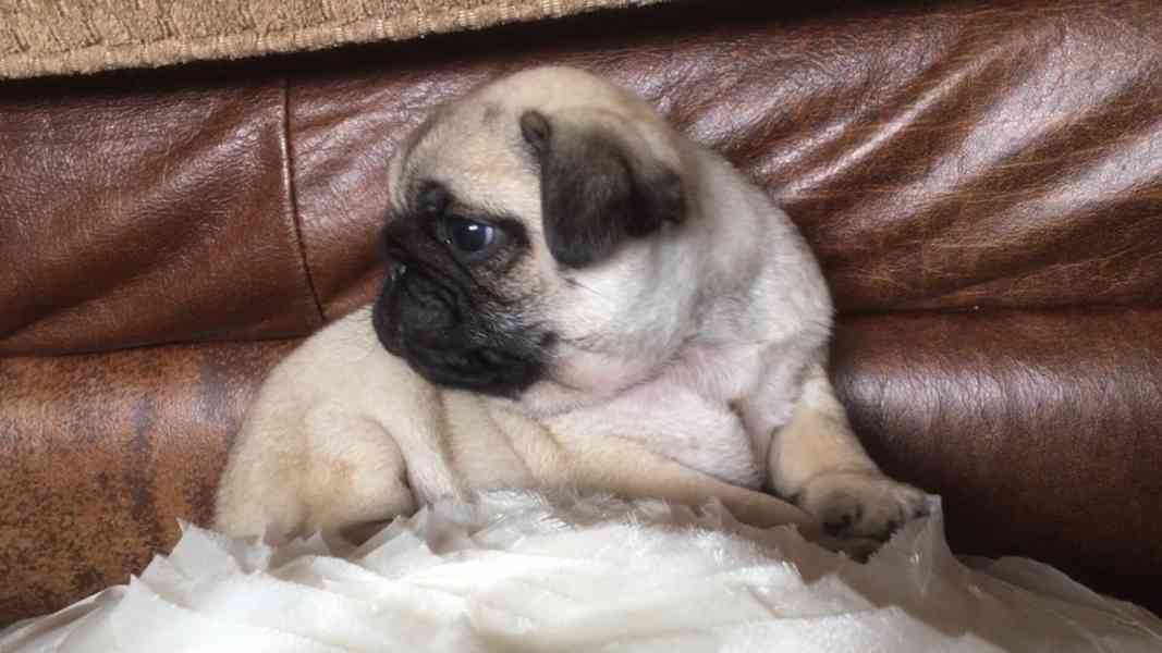 Rozkošná a milá malá mopsíčka zdarma - foto 2