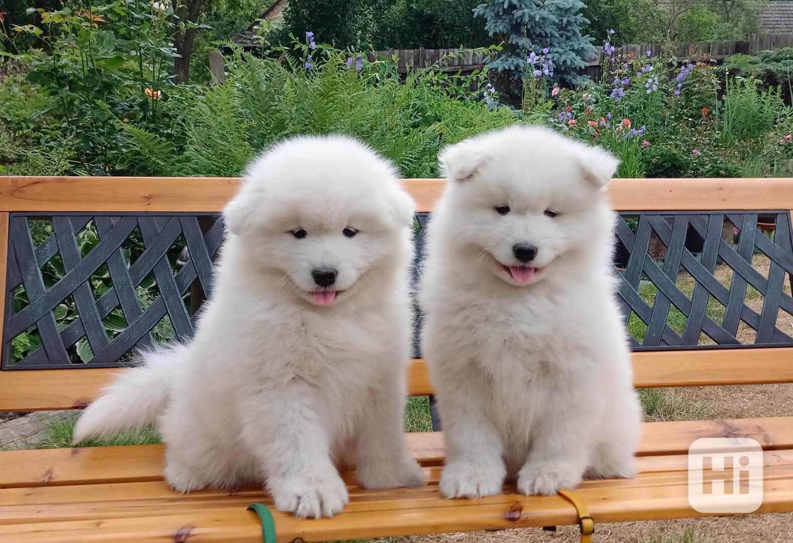 Samojed prodám krásná štěňata s PP - foto 1