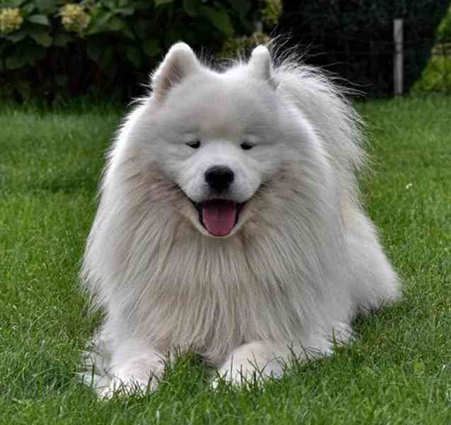 Samojed prodám krásná štěňata s PP - foto 4