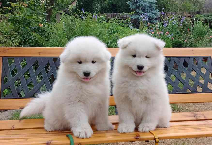Samojed prodám krásná štěňata s PP - foto 1