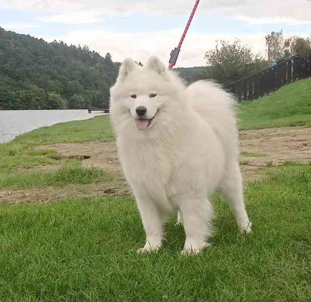 Samojed prodám krásná štěňata s PP - foto 5