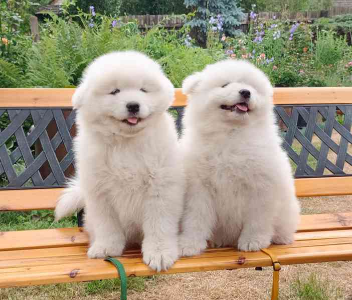 Samojed prodám krásná štěňata s PP - foto 3