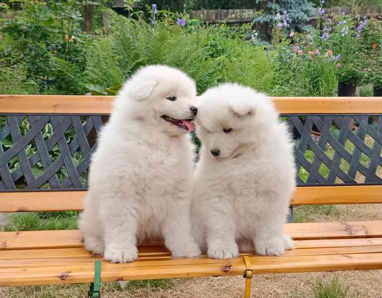 Samojed prodám krásná štěňata s PP - foto 2