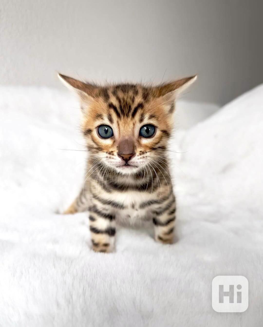 Rozkošné bengálské kotě připravené na nový domov – Česká rep - foto 1