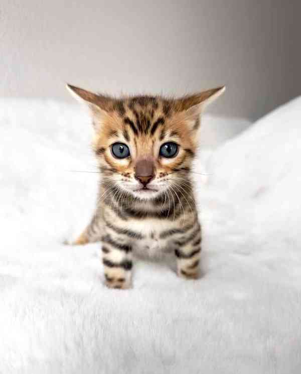 Rozkošné bengálské kotě připravené na nový domov – Česká rep