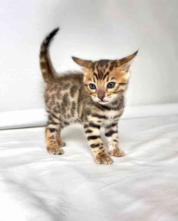 Rozkošné bengálské kotě připravené na nový domov – Česká rep - foto 2