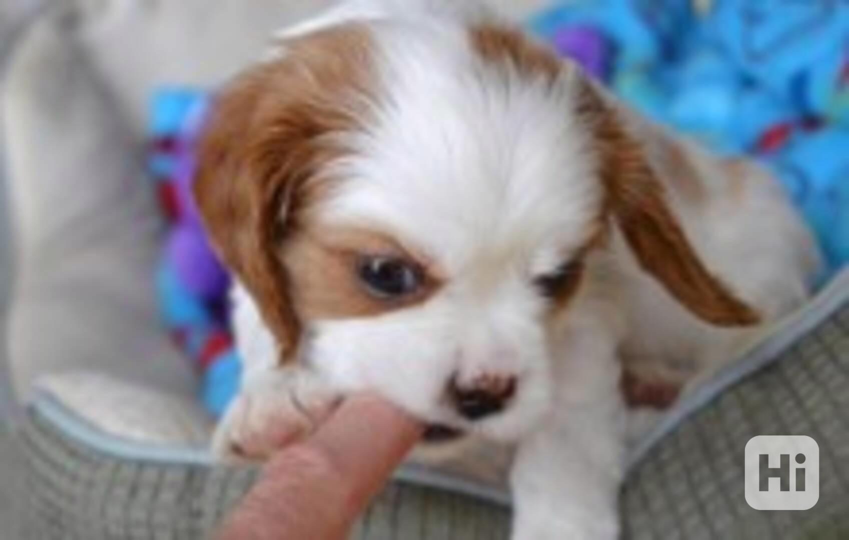 Kavalír King Charles španěl - foto 1