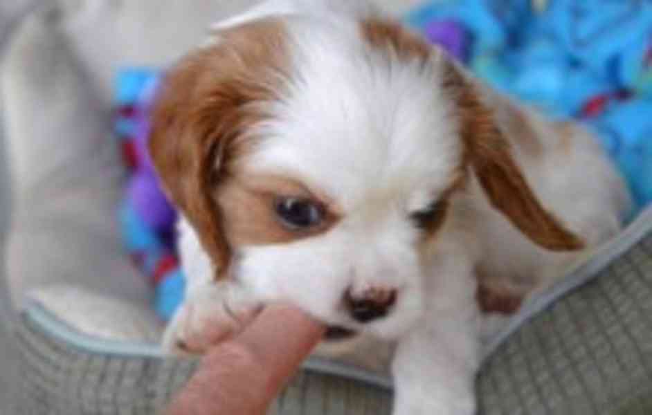 Kavalír King Charles španěl - foto 1