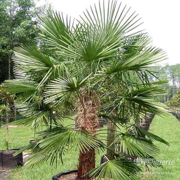 Trachycarpus Fortunei Naini Tal  - naklíčená semena - foto 1