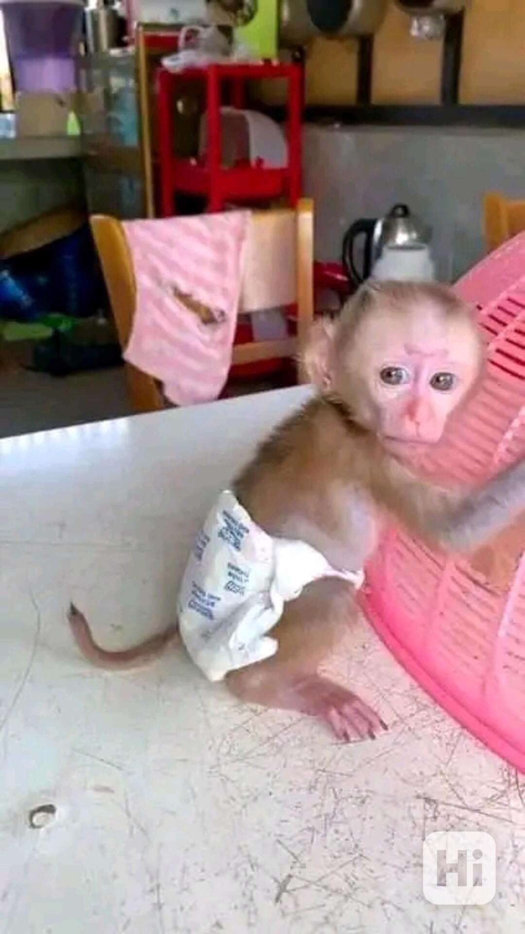  Kapucínská opice připravena k vyzvednutí - foto 1