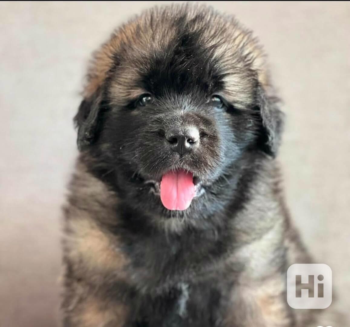 Štěňata leobergera k adopci - foto 1