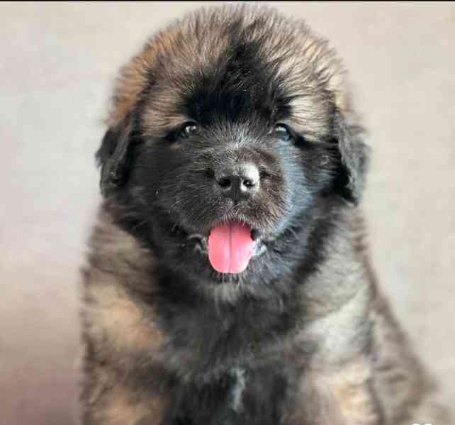 Štěňata leobergera k adopci - foto 1