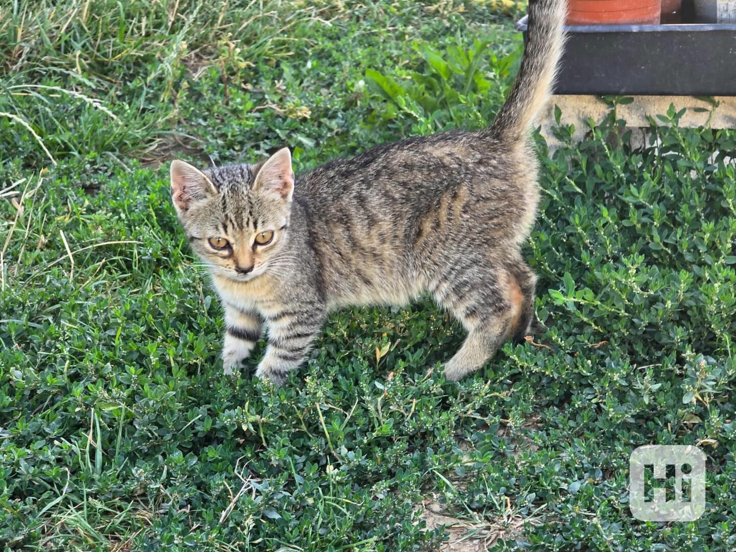 Darujeme dubnová koťátka do dobrých rukou - foto 1