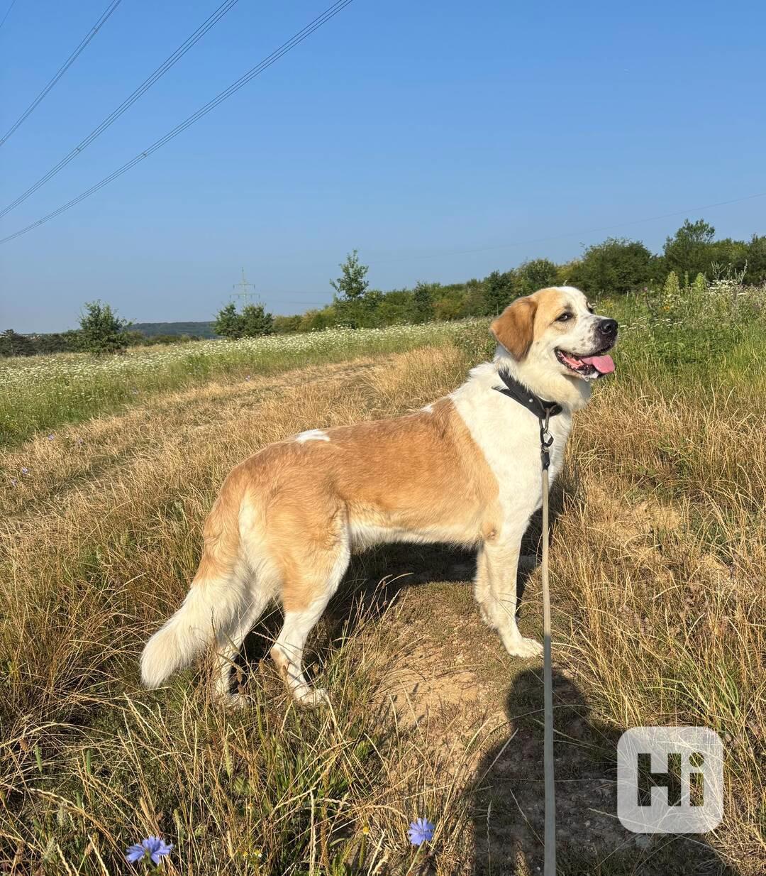 Gaya z útulku Voříškov - foto 1