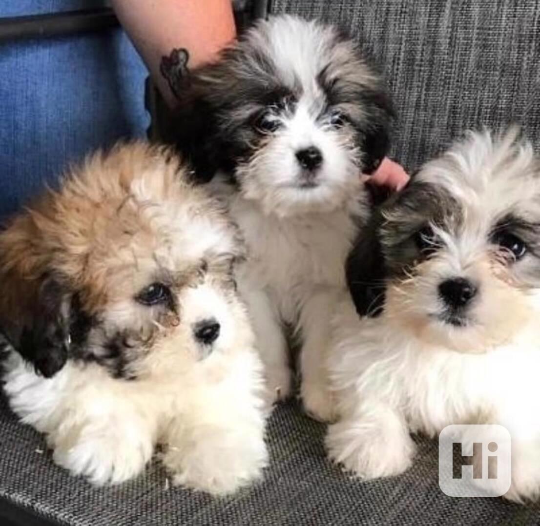Štěňata Shih Tzu připravena - foto 1