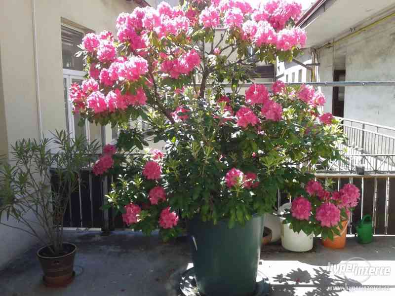 Prodám vzrostlý Rododendron - foto 1