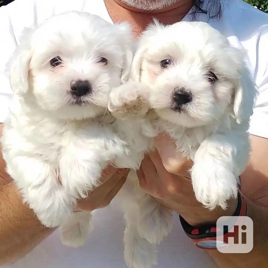 štěňátka maltézáka a fenky k adopci zdarma - foto 1