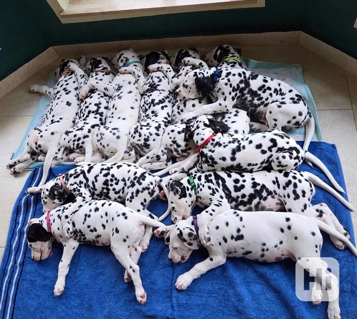 Zdravá štěňata dalmatinů na prodej – připravena pro milující - foto 1
