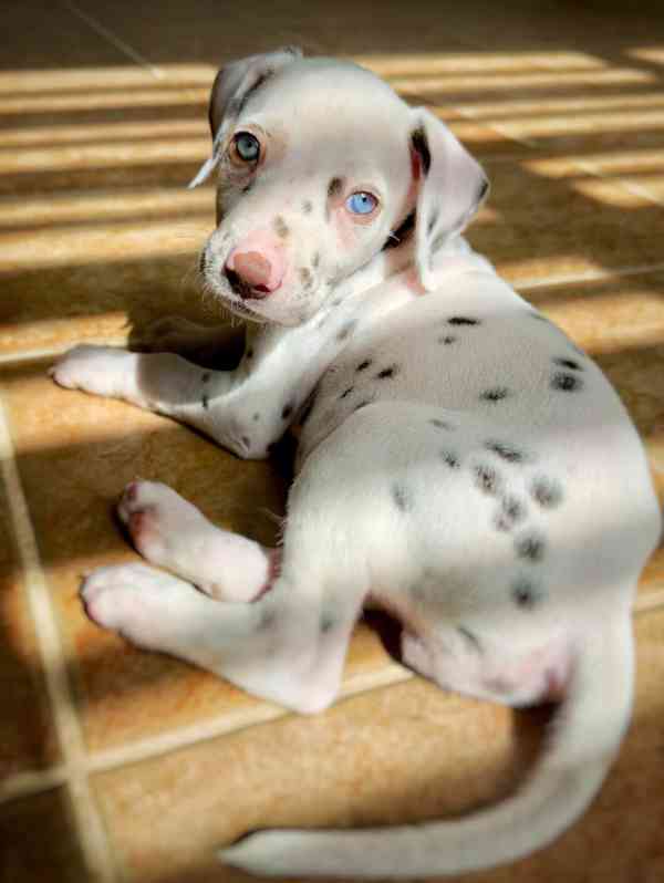 Zdravá štěňata dalmatinů na prodej – připravena pro milující - foto 2