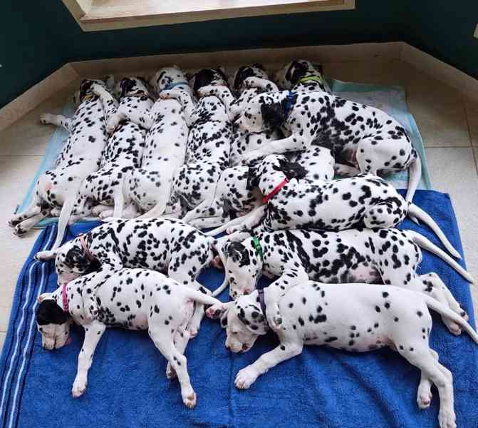 Zdravá štěňata dalmatinů na prodej – připravena pro milující - foto 1