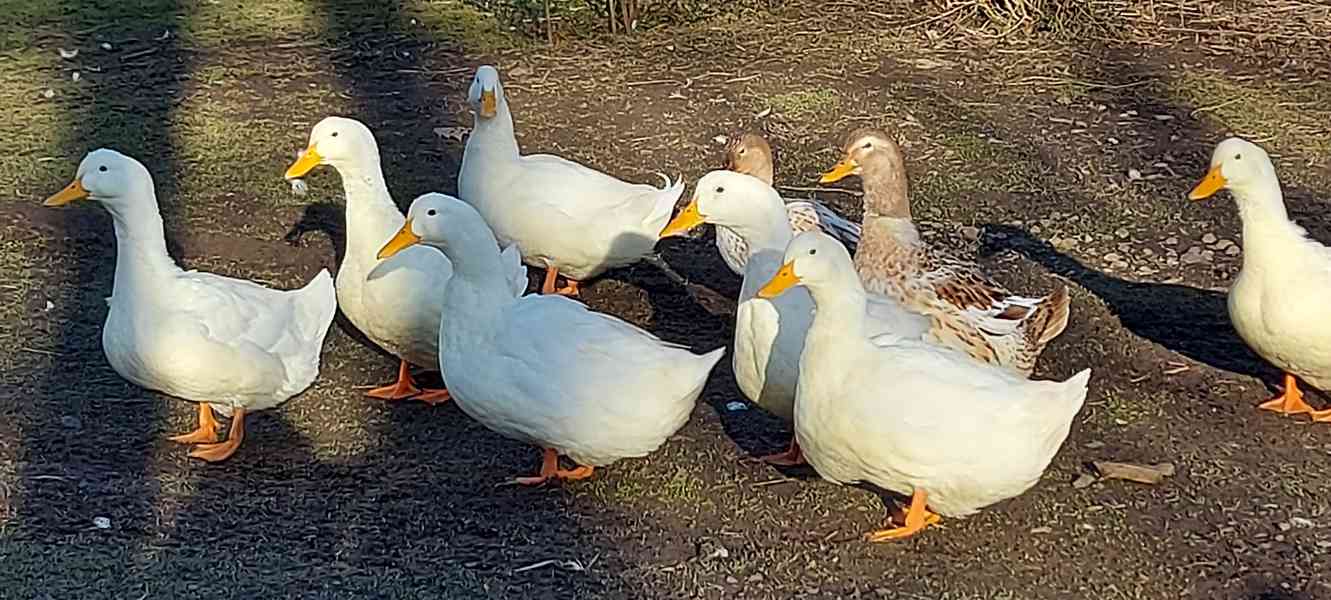 Kachna - foto 1