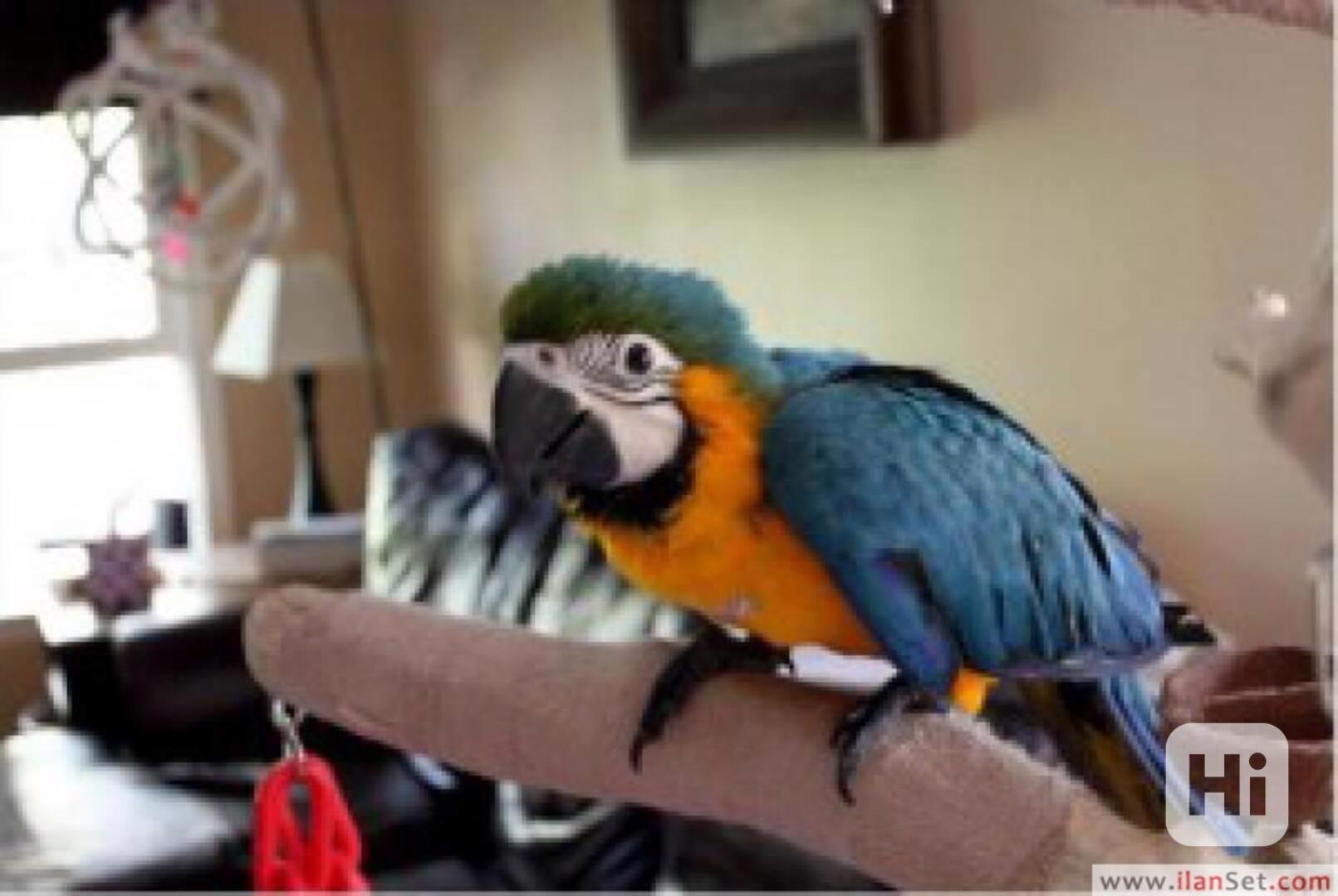 Pár papoušků arů k adopci - foto 1