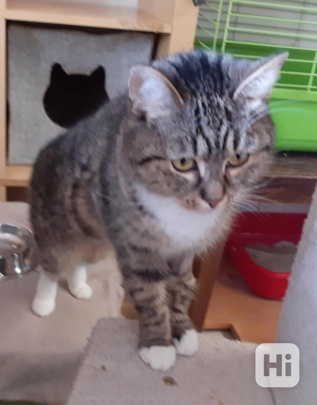 Mourovaná, krásně veliká 2roční Micinka ocení domov  - foto 1