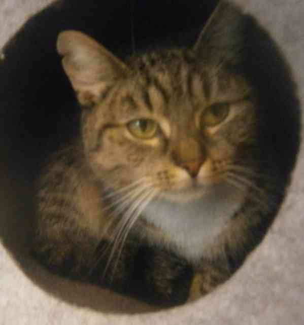 Mourovaná, krásně veliká 2roční Micinka ocení domov  - foto 6