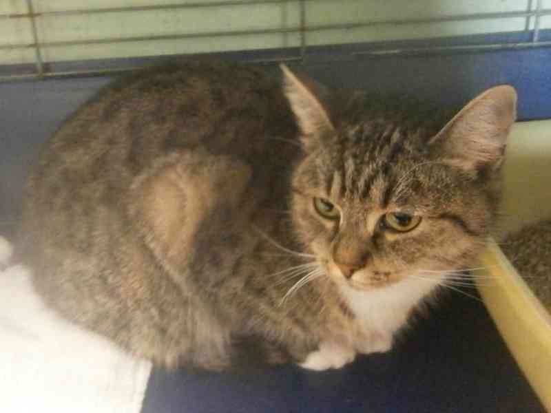 Mourovaná, krásně veliká 2roční Micinka ocení domov  - foto 4