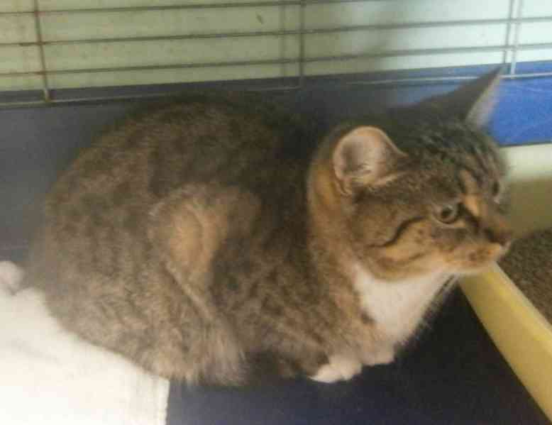 Mourovaná, krásně veliká 2roční Micinka ocení domov  - foto 3