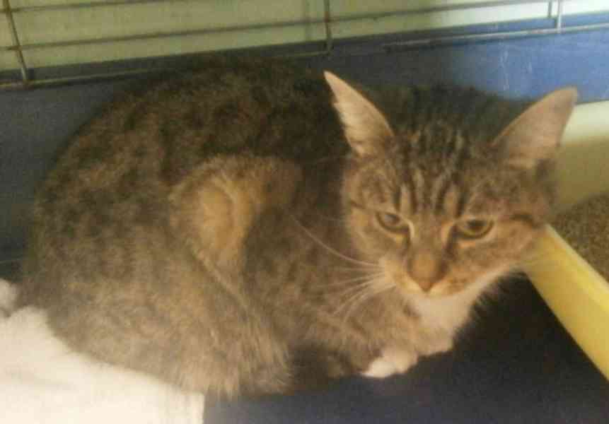 Mourovaná, krásně veliká 2roční Micinka ocení domov  - foto 7